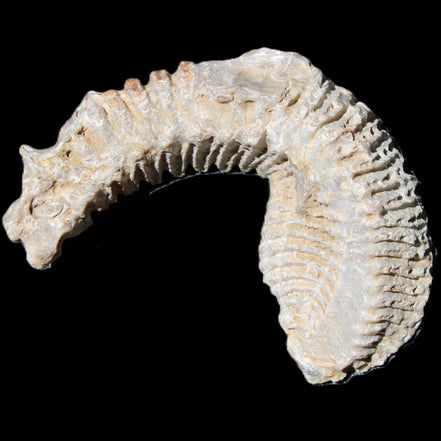 Zipper Oyster half from Madagascar 76*30*24mm 54g in sunlight - Rocks and Things Store