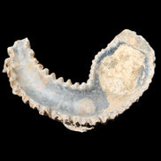 Zipper Oyster half from Madagascar 76*30*24mm 54g in sunlight - Rocks and Things Store