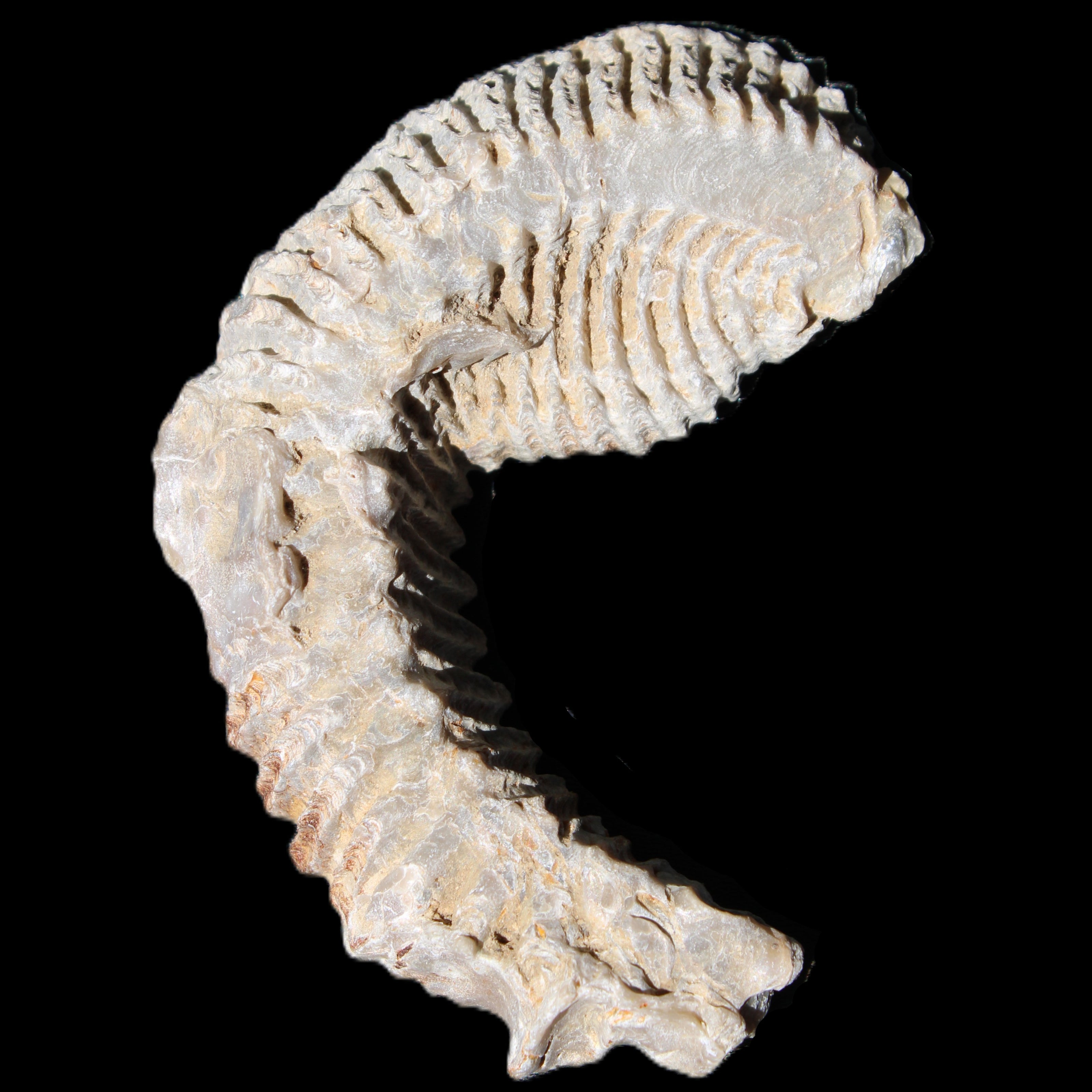 Zipper Oyster half from Madagascar 76*30*24mm 54g in sunlight - Rocks and Things Store