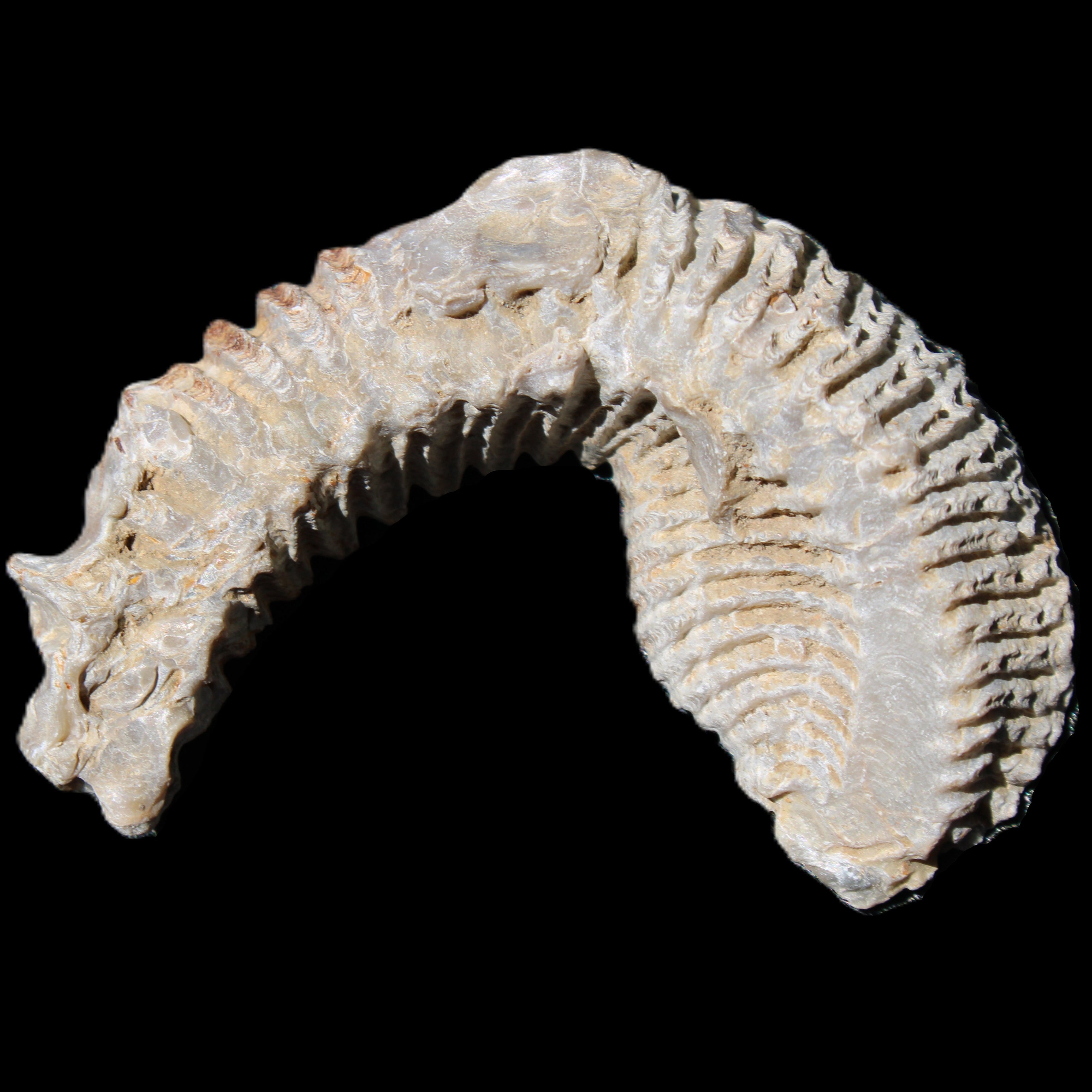 Zipper Oyster half from Madagascar 76*30*24mm 54g in sunlight - Rocks and Things Store