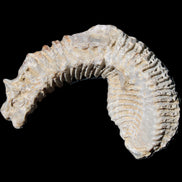 Zipper Oyster half from Madagascar 76*30*24mm 54g in sunlight - Rocks and Things Store