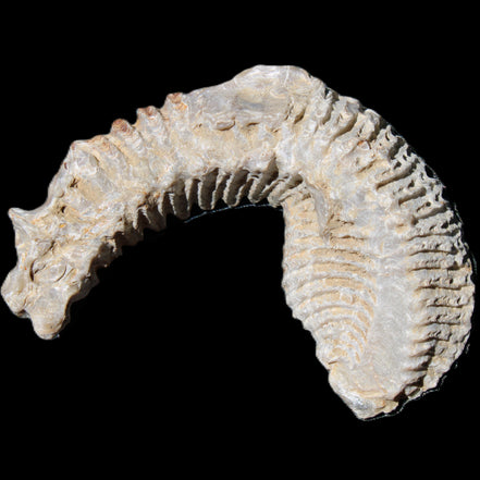 Zipper Oyster half from Madagascar 76*30*24mm 54g in sunlight - Rocks and Things Store