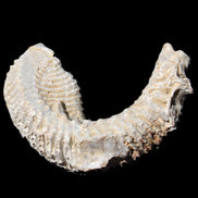 Zipper Oyster half from Madagascar 76*30*24mm 54g in sunlight - Rocks and Things Store