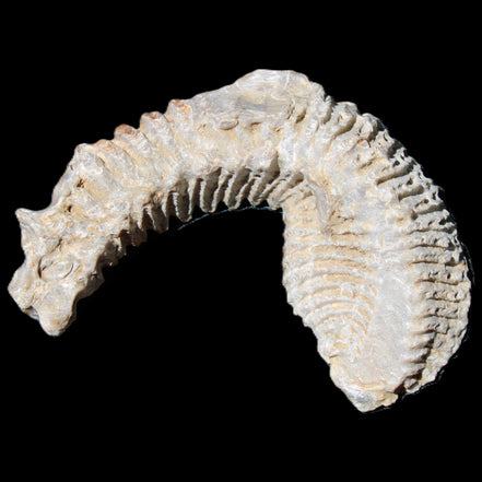 Zipper Oyster half from Madagascar 76*30*24mm 54g in sunlight - Rocks and Things Store