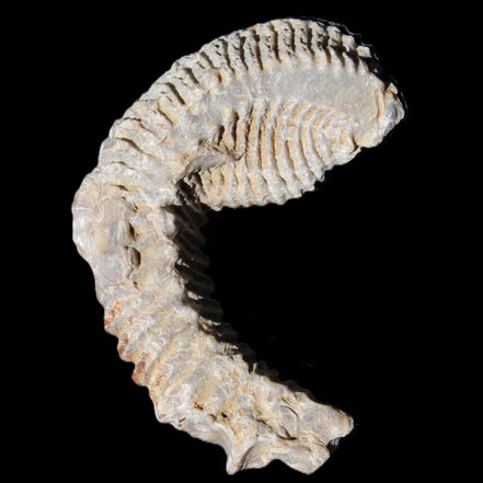 Zipper Oyster half from Madagascar 76*30*24mm 54g in sunlight - Rocks and Things Store