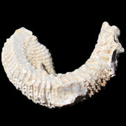 Zipper Oyster half from Madagascar 76*30*24mm 54g in sunlight - Rocks and Things Store