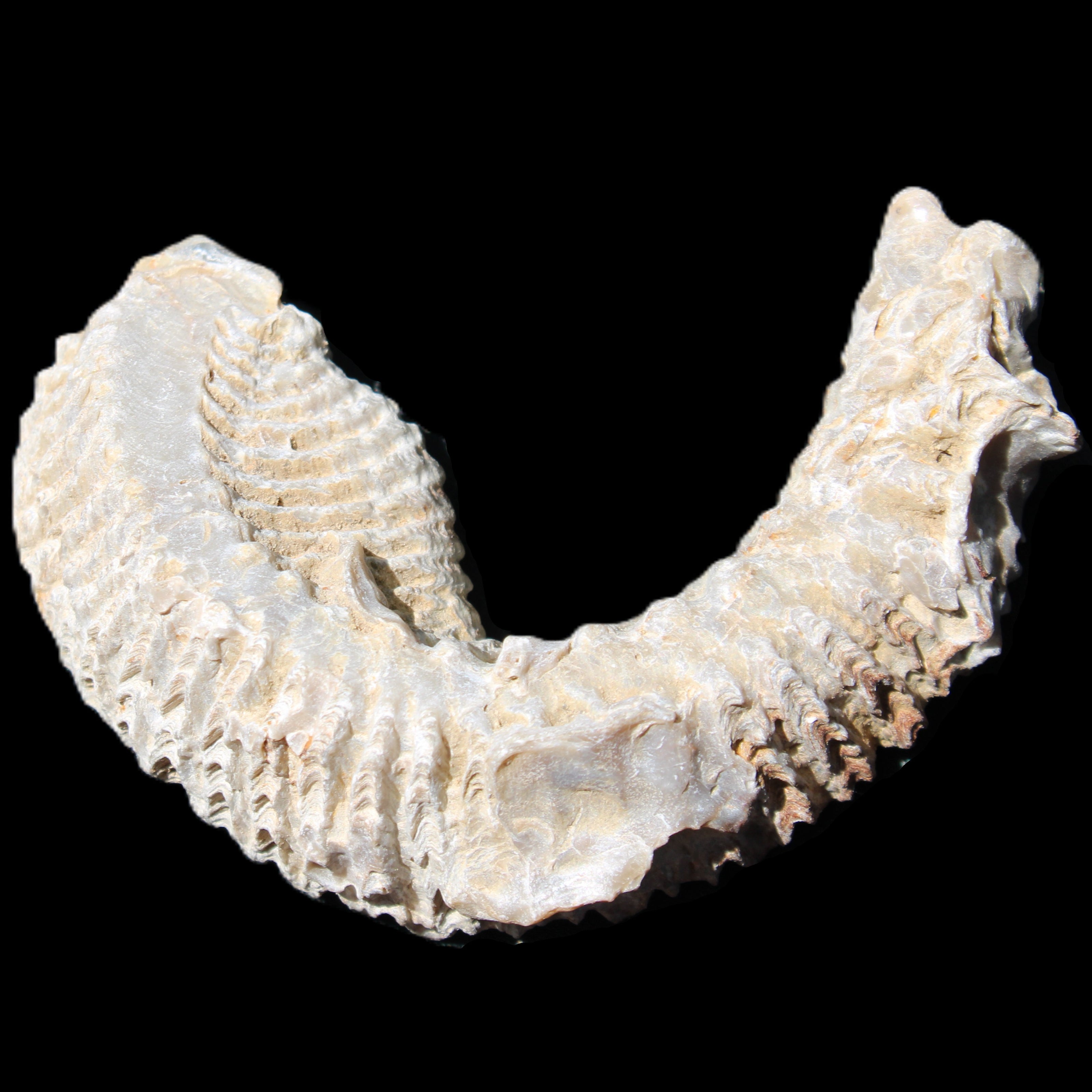 Zipper Oyster half from Madagascar 76*30*24mm 54g in sunlight - Rocks and Things Store