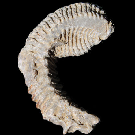 Zipper Oyster half from Madagascar 76*30*24mm 54g in sunlight - Rocks and Things Store