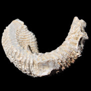Zipper Oyster half from Madagascar 76*30*24mm 54g in sunlight - Rocks and Things Store