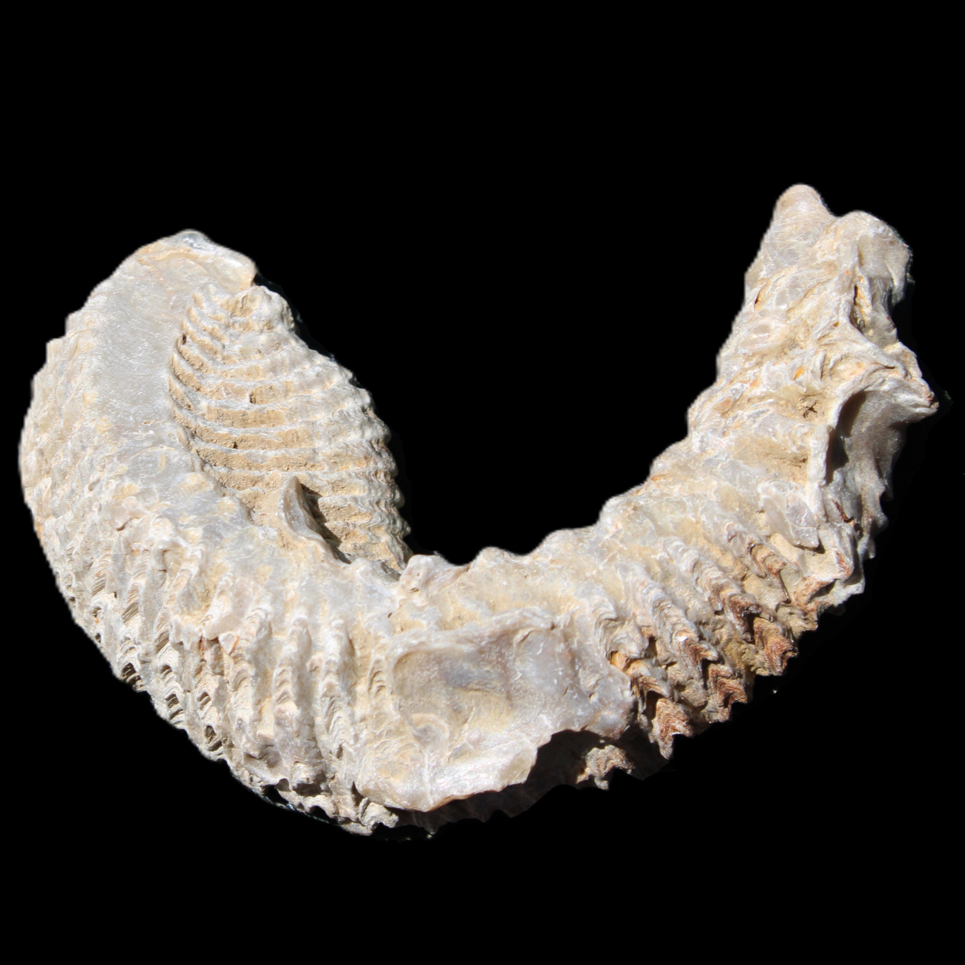 Zipper Oyster half from Madagascar 76*30*24mm 54g in sunlight - Rocks and Things Store