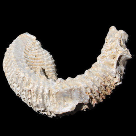 Zipper Oyster half from Madagascar 76*30*24mm 54g in sunlight - Rocks and Things Store