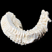 Zipper Oyster half from Madagascar 76*30*24mm 54g in sunlight - Rocks and Things Store