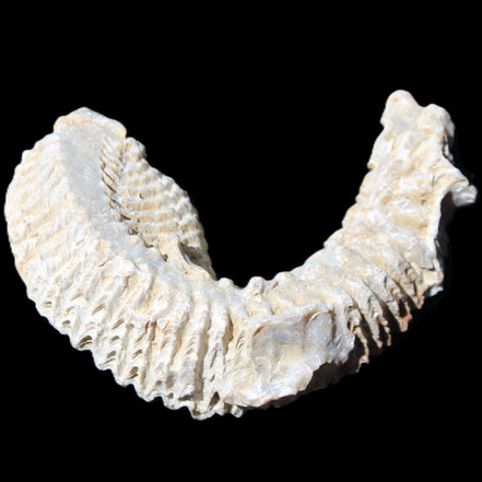 Zipper Oyster half from Madagascar 76*30*24mm 54g in sunlight - Rocks and Things Store