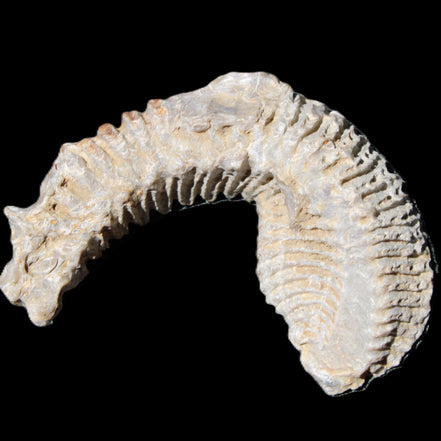 Zipper Oyster half from Madagascar 76*30*24mm 54g in sunlight - Rocks and Things Store