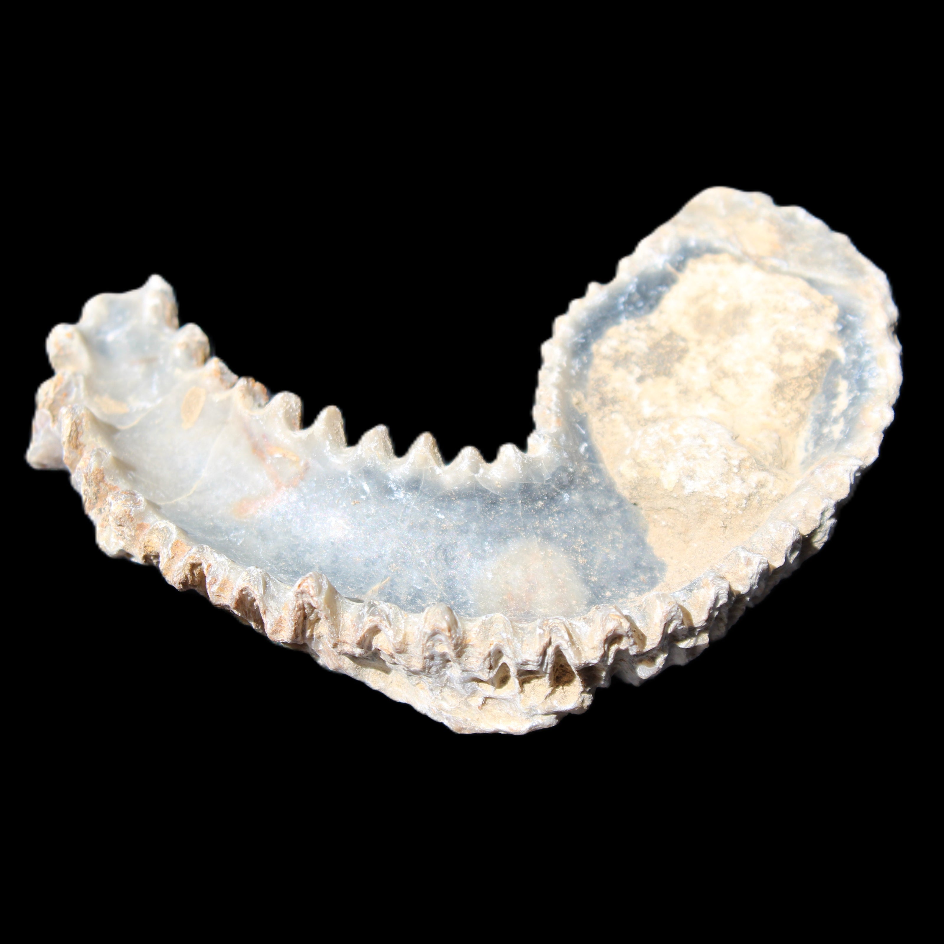 Zipper Oyster half from Madagascar 76*30*24mm 54g in sunlight - Rocks and Things Store