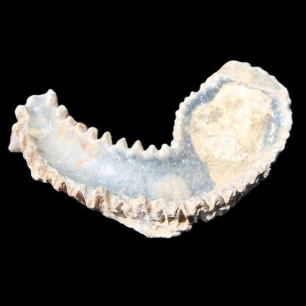 Zipper Oyster half from Madagascar 76*30*24mm 54g in sunlight - Rocks and Things Store