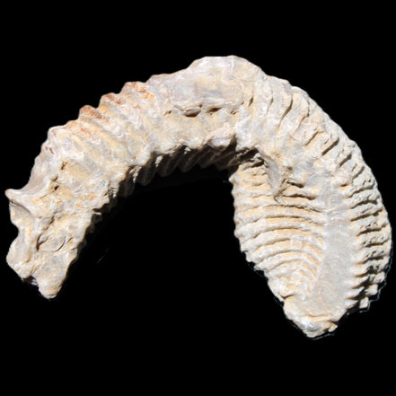 Zipper Oyster half from Madagascar 76*30*24mm 54g in sunlight - Rocks and Things Store