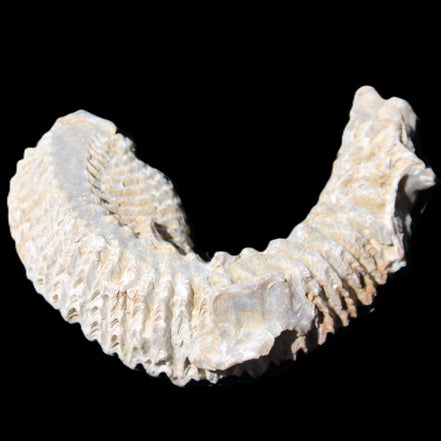 Zipper Oyster half from Madagascar 76*30*24mm 54g in sunlight - Rocks and Things Store