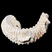 Zipper Oyster half from Madagascar 76*30*24mm 54g in sunlight - Rocks and Things Store
