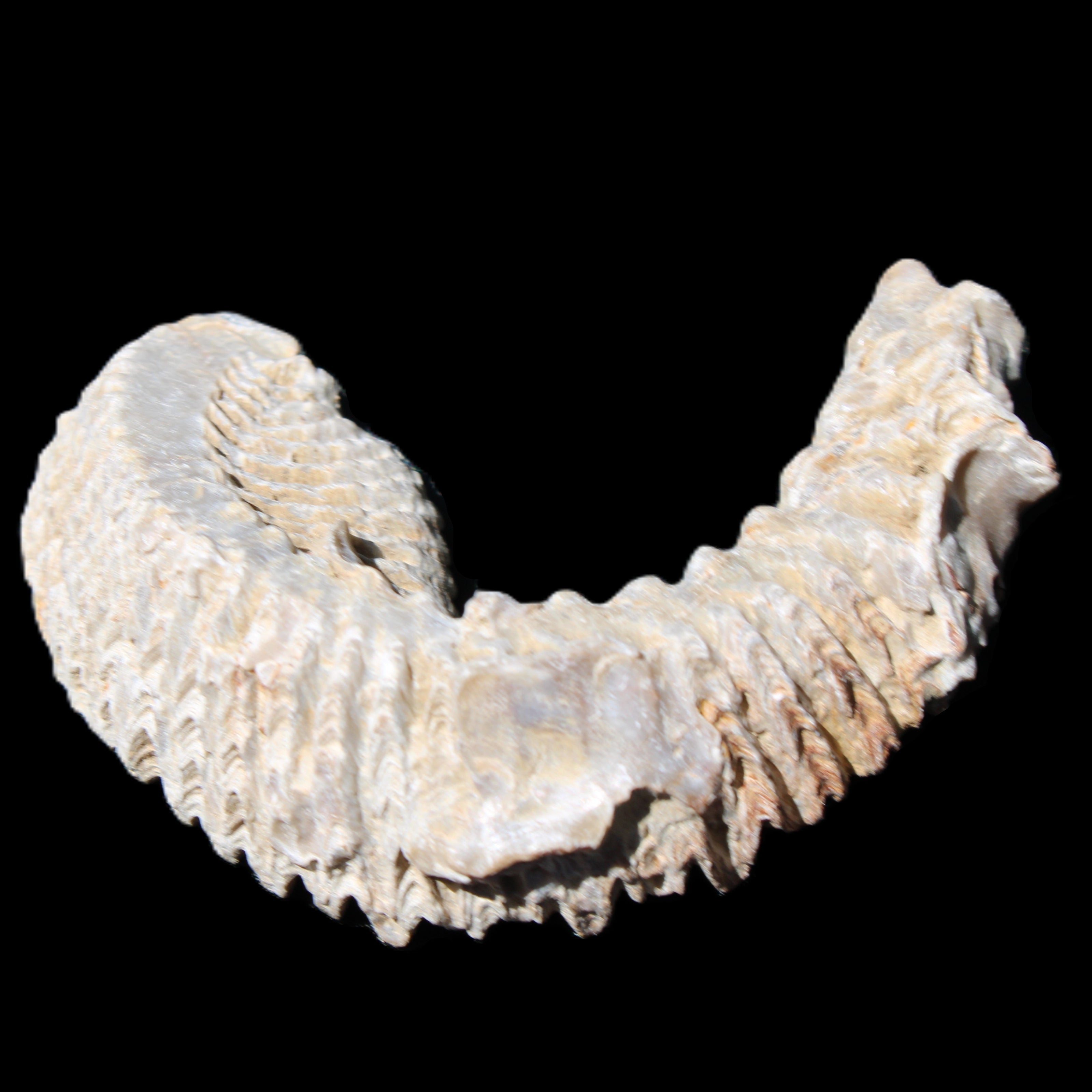 Zipper Oyster half from Madagascar 76*30*24mm 54g in sunlight - Rocks and Things Store