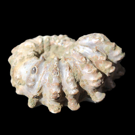 Cretaceous Ammonite Douvilleiceras from Madagascar 58*50*29mm 77g in sunlight - Rocks and Things Store