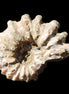 Cretaceous Ammonite Douvilleiceras from Madagascar 58*50*29mm 77g in sunlight - Rocks and Things Store