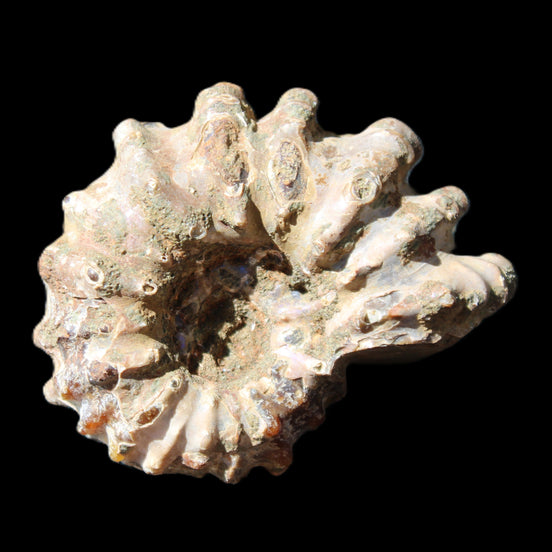 Cretaceous Ammonite Douvilleiceras from Madagascar 58*50*29mm 77g in sunlight - Rocks and Things Store