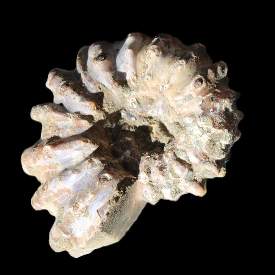 Cretaceous Ammonite Douvilleiceras from Madagascar 58*50*29mm 77g in sunlight - Rocks and Things Store