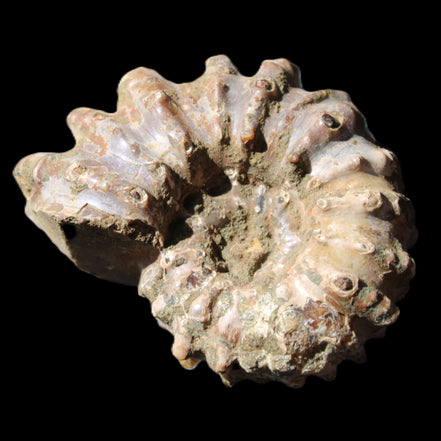 Cretaceous Ammonite Douvilleiceras from Madagascar 58*50*29mm 77g in sunlight - Rocks and Things Store