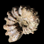 Cretaceous Ammonite Douvilleiceras from Madagascar 58*50*29mm 77g in sunlight - Rocks and Things Store