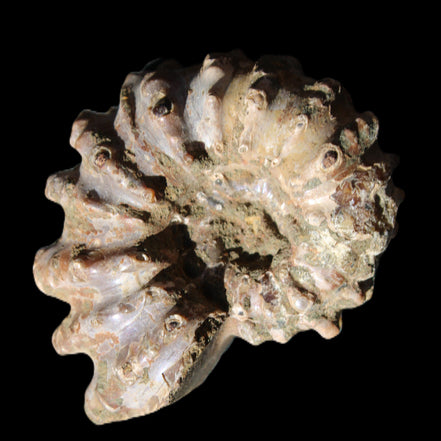 Cretaceous Ammonite Douvilleiceras from Madagascar 58*50*29mm 77g in sunlight - Rocks and Things Store