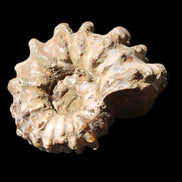 Cretaceous Ammonite Douvilleiceras from Madagascar 58*50*29mm 77g in sunlight - Rocks and Things Store