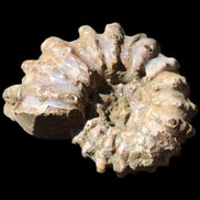 Cretaceous Ammonite Douvilleiceras from Madagascar 58*50*29mm 77g in sunlight - Rocks and Things Store
