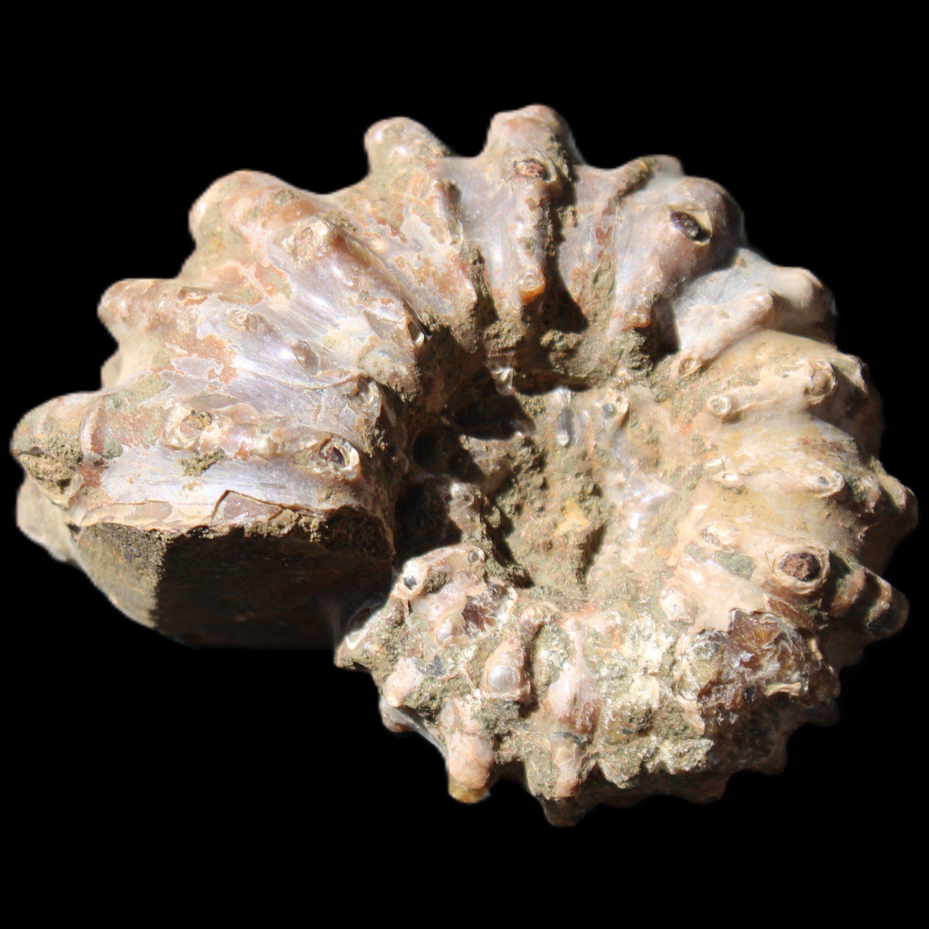 Cretaceous Ammonite Douvilleiceras from Madagascar 58*50*29mm 77g in sunlight - Rocks and Things Store