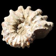 Cretaceous Ammonite Douvilleiceras from Madagascar 58*50*29mm 77g in sunlight - Rocks and Things Store