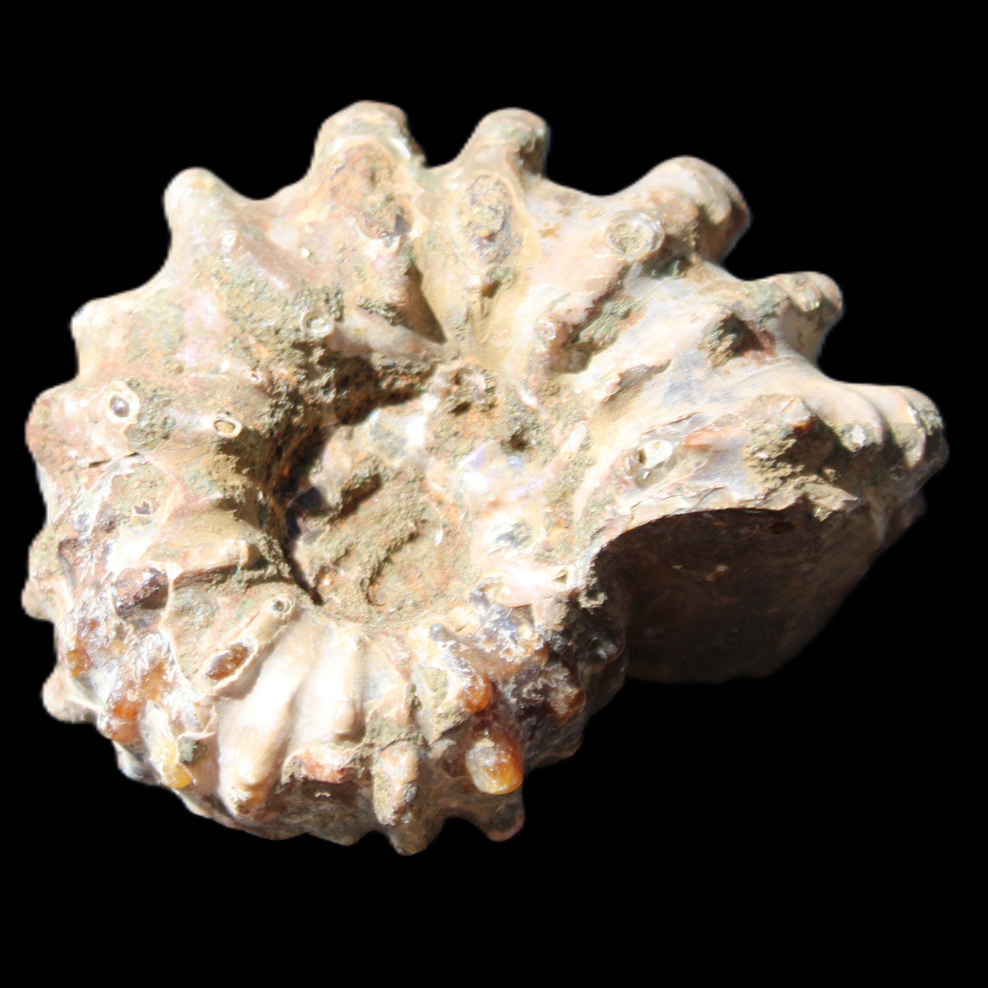 Cretaceous Ammonite Douvilleiceras from Madagascar 58*50*29mm 77g in sunlight - Rocks and Things Store