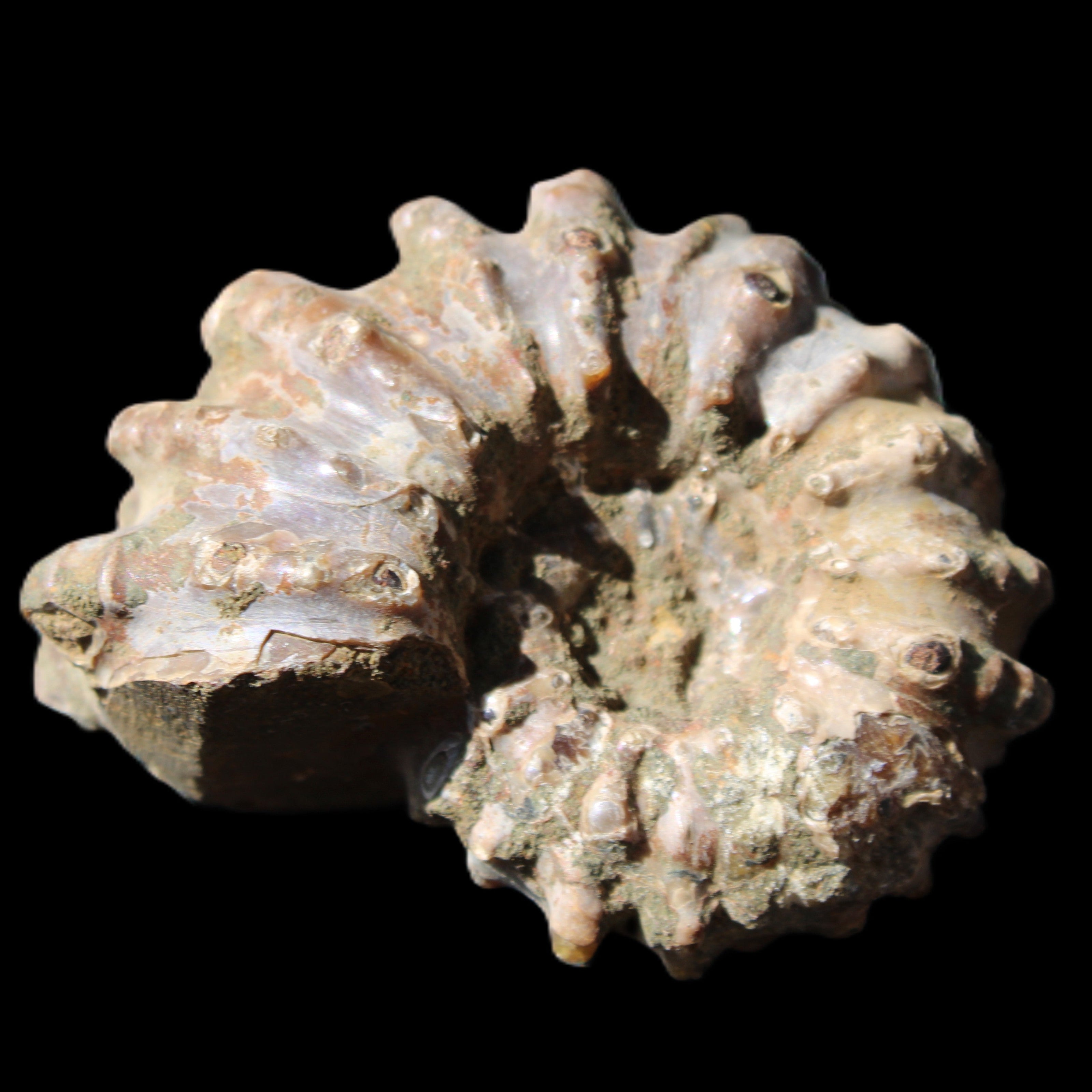Cretaceous Ammonite Douvilleiceras from Madagascar 58*50*29mm 77g in sunlight - Rocks and Things Store