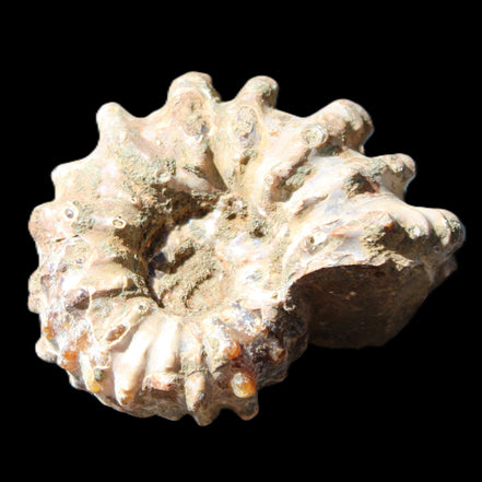 Cretaceous Ammonite Douvilleiceras from Madagascar 58*50*29mm 77g in sunlight - Rocks and Things Store