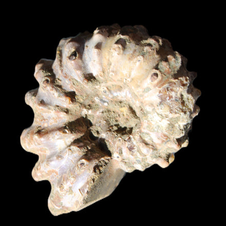 Cretaceous Ammonite Douvilleiceras from Madagascar 58*50*29mm 77g in sunlight - Rocks and Things Store