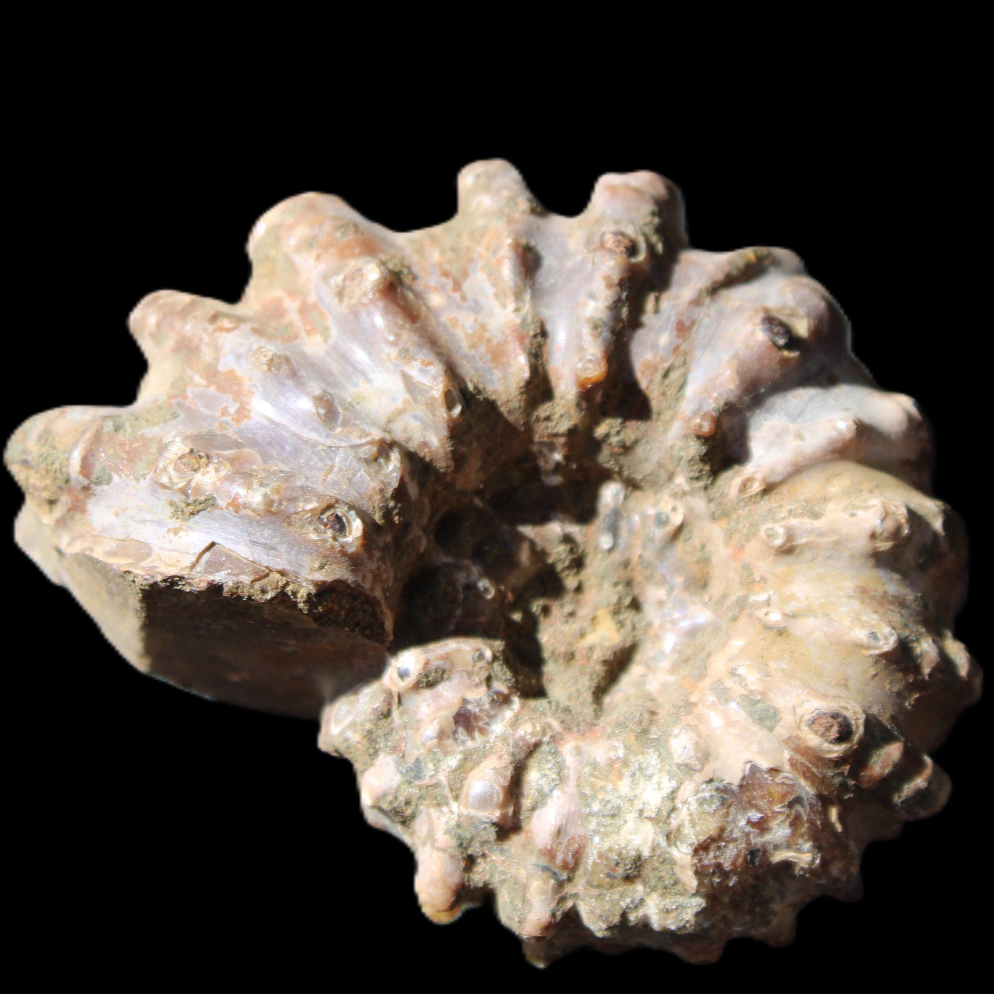 Cretaceous Ammonite Douvilleiceras from Madagascar 58*50*29mm 77g in sunlight - Rocks and Things Store