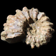 Cretaceous Ammonite Douvilleiceras from Madagascar 58*50*29mm 77g in sunlight - Rocks and Things Store