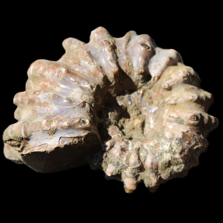 Cretaceous Ammonite Douvilleiceras from Madagascar 58*50*29mm 77g in sunlight - Rocks and Things Store