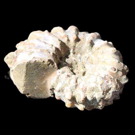 Cretaceous Ammonite Douvilleiceras from Madagascar 58*50*29mm 77g in sunlight - Rocks and Things Store