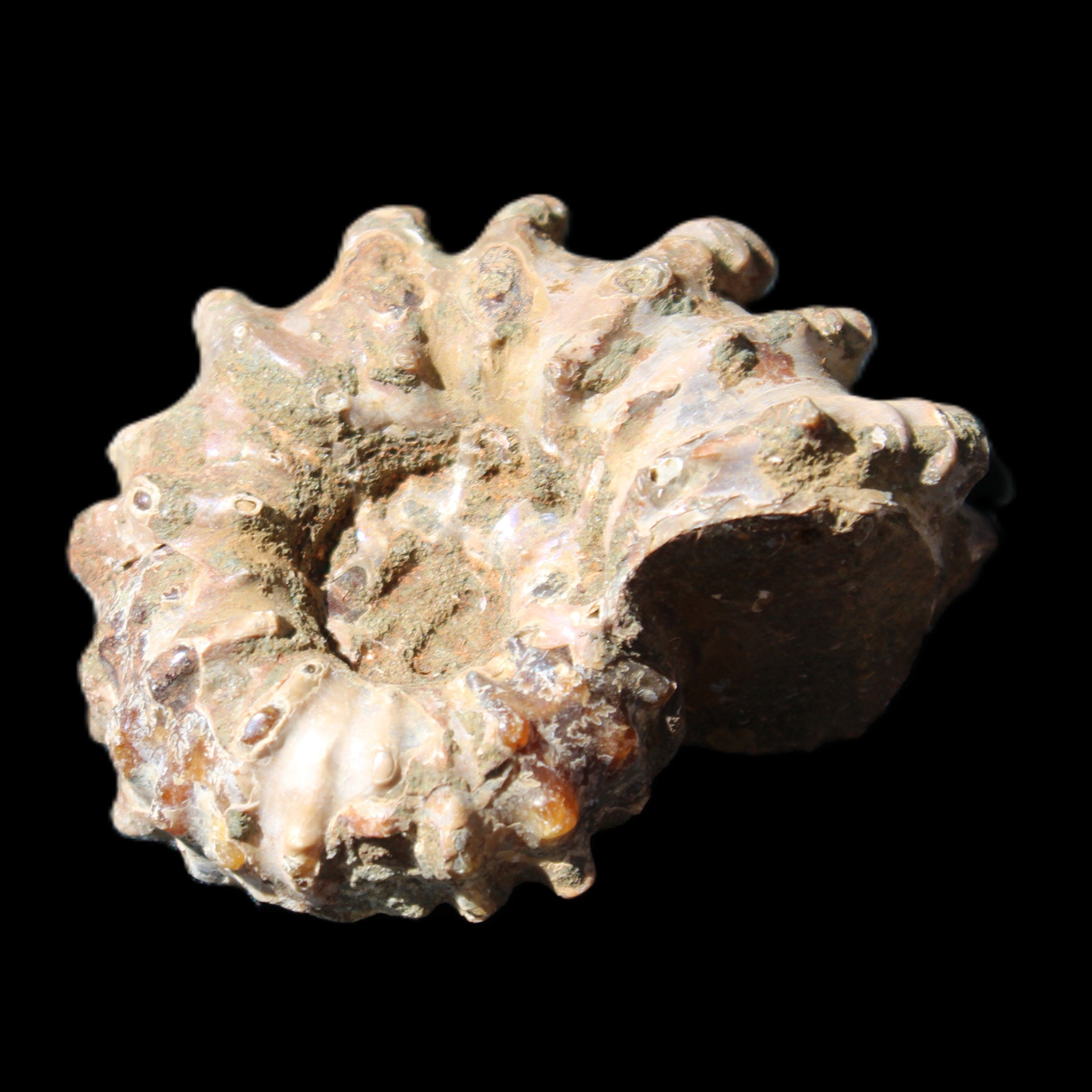 Cretaceous Ammonite Douvilleiceras from Madagascar 58*50*29mm 77g in sunlight - Rocks and Things Store