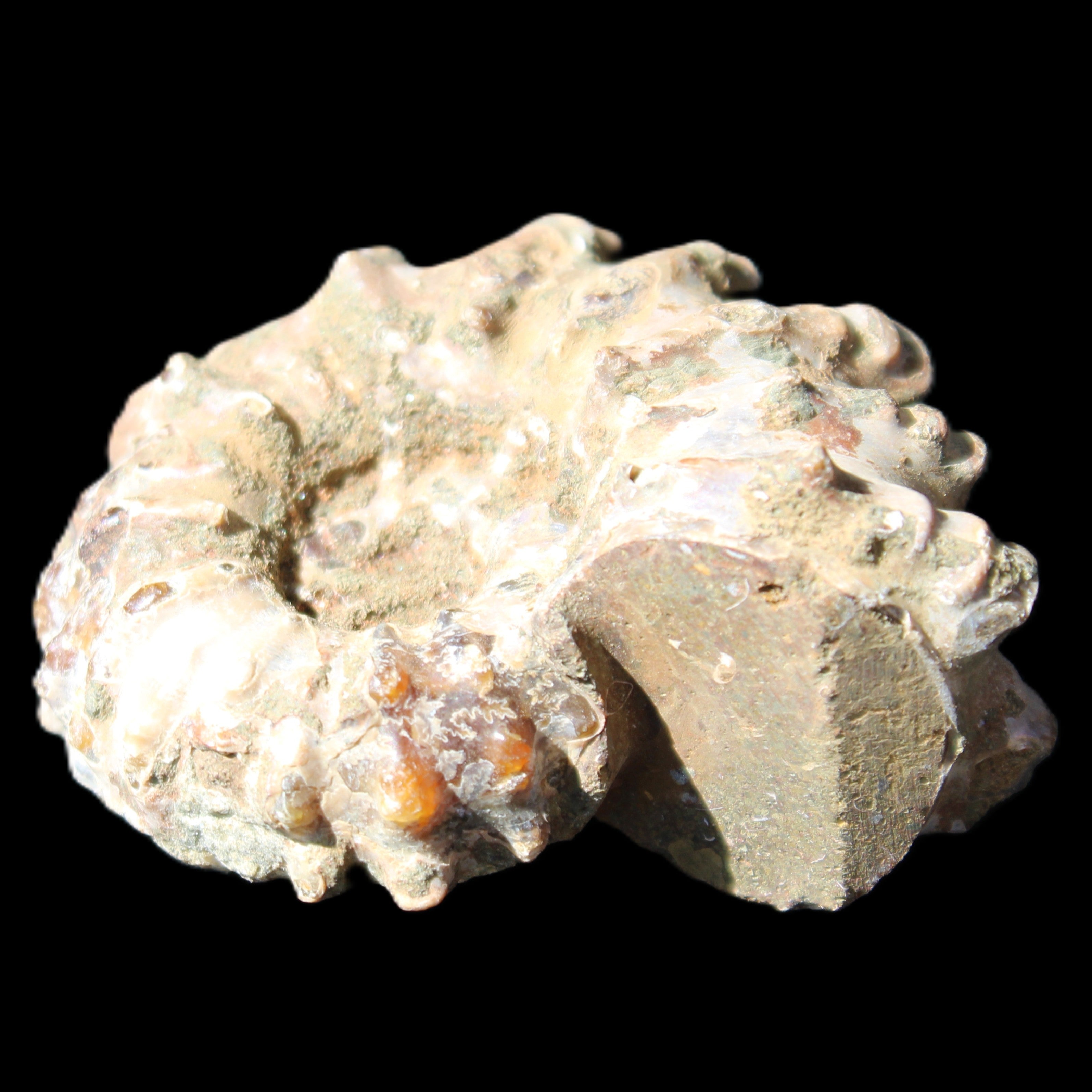 Cretaceous Ammonite Douvilleiceras from Madagascar 58*50*29mm 77g in sunlight - Rocks and Things Store