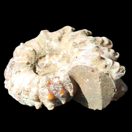 Cretaceous Ammonite Douvilleiceras from Madagascar 58*50*29mm 77g in sunlight - Rocks and Things Store