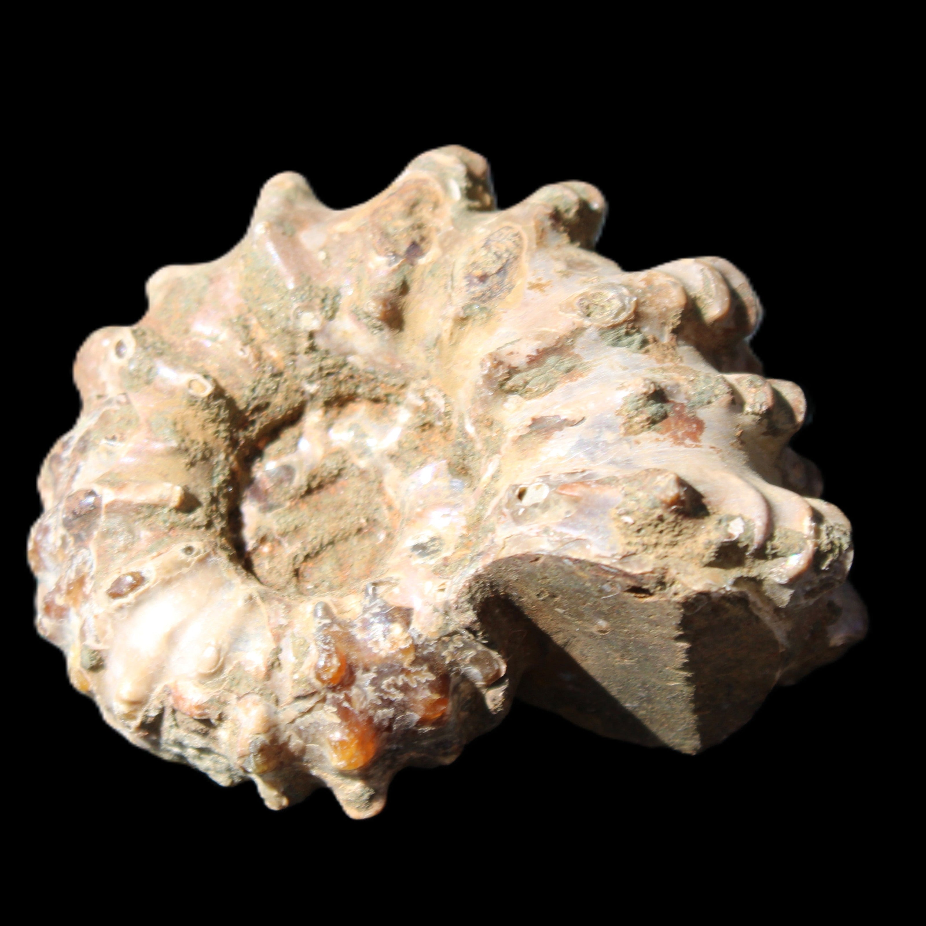 Cretaceous Ammonite Douvilleiceras from Madagascar 58*50*29mm 77g in sunlight - Rocks and Things Store