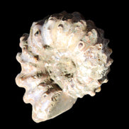 Cretaceous Ammonite Douvilleiceras from Madagascar 58*50*29mm 77g in sunlight - Rocks and Things Store