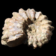 Cretaceous Ammonite Douvilleiceras from Madagascar 58*50*29mm 77g in sunlight - Rocks and Things Store