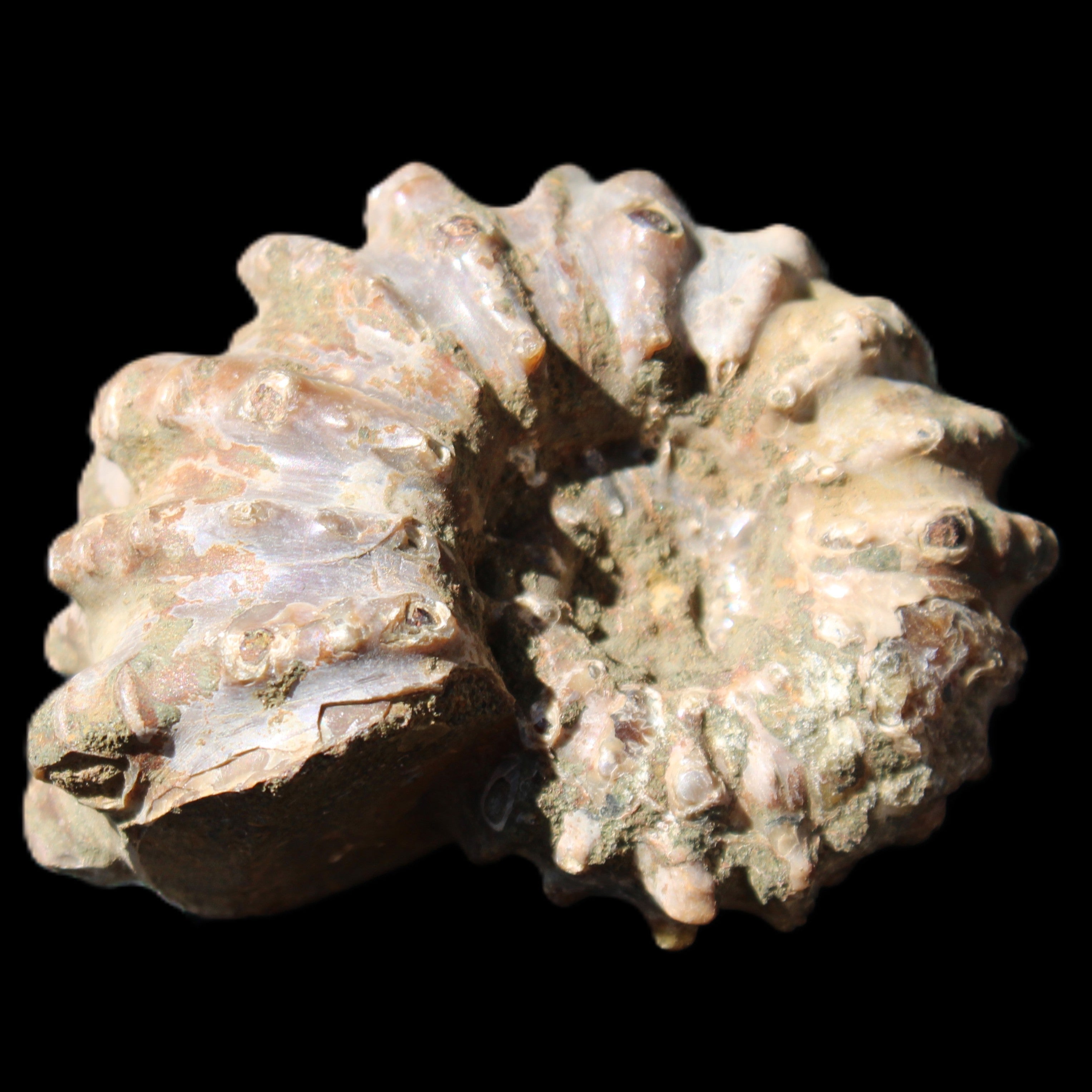 Cretaceous Ammonite Douvilleiceras from Madagascar 58*50*29mm 77g in sunlight - Rocks and Things Store